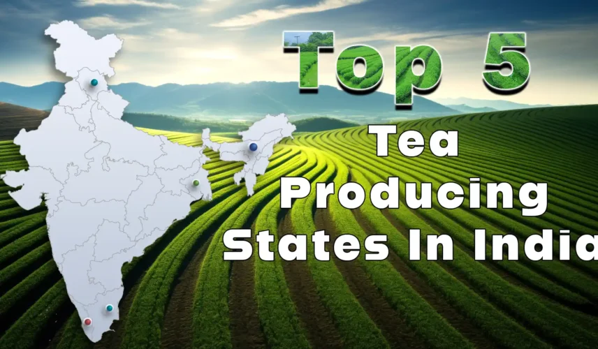 highest tea producing state in India