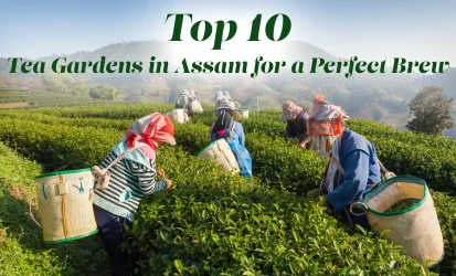 tea gardens in Assam