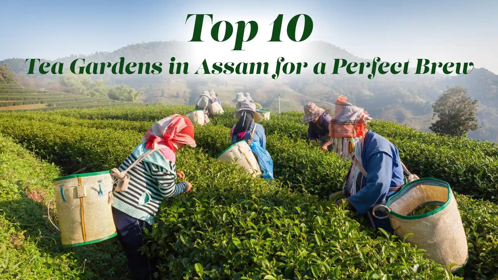 tea gardens in Assam